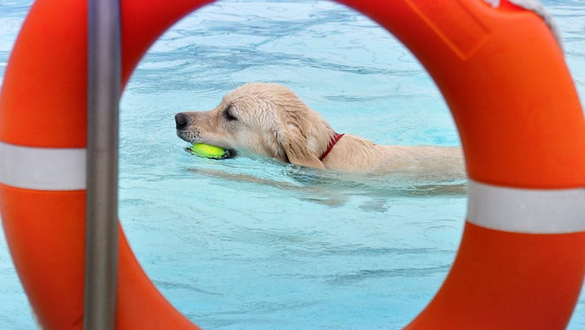 Golden Retriever schwimmt im Pool mit Ball im Maul, fotografiert durch einen Schwimmreifen