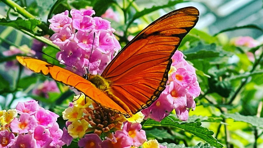 Blüten- und Schmetterlingshaus im Palmengarten, Foto: Nicole Brevoord