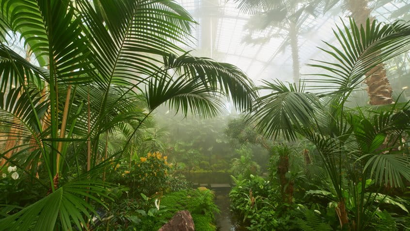 Erholung unter Palmen, das geht im Palmenhaus im Palmengarten, Foto: Tom Wolf