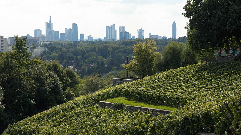Blick über Frankfurt vom Lohrberg mit Weinberg, Foto:Stefan Cop