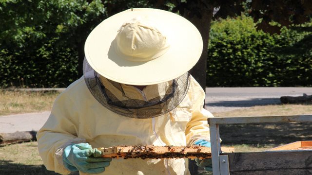 Honigbienen, Stadtimker