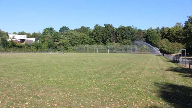 Sportanlage Sossenheim, Rasen