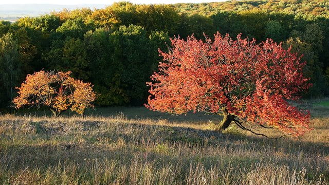 Berger Nordhang, Zwei Bäume im Herbst