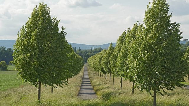Alleenpflanzung in der Landschaft