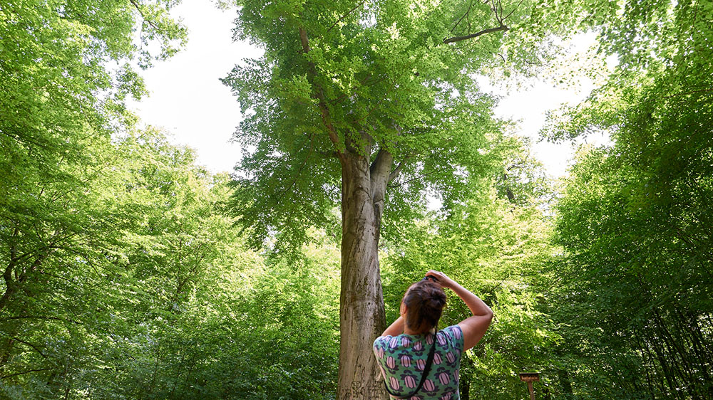 Eine Frau fotografiert die Goethebuche im Unterwald