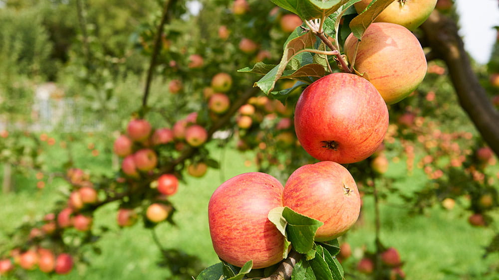 Im Garten des MainÄppelHauses wachsen viele verschiedene Apfelsorten