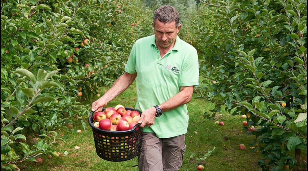 Gärtner Liebelt erntet Äpfel im Garten vom MainÄppelHaus