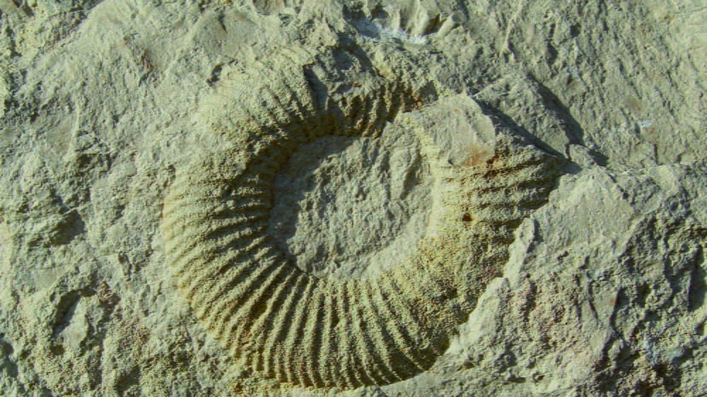 Ammonit vom Geopfad