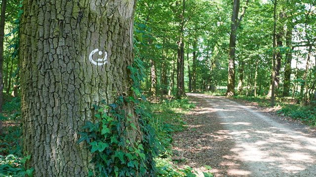 GrünGürtel-Rundwanderweg-Wegweiser an Eiche im Wald