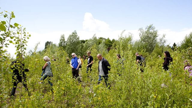 Junger Wald im Alten Flugplatz Junger Wald im Alten Flugplatz