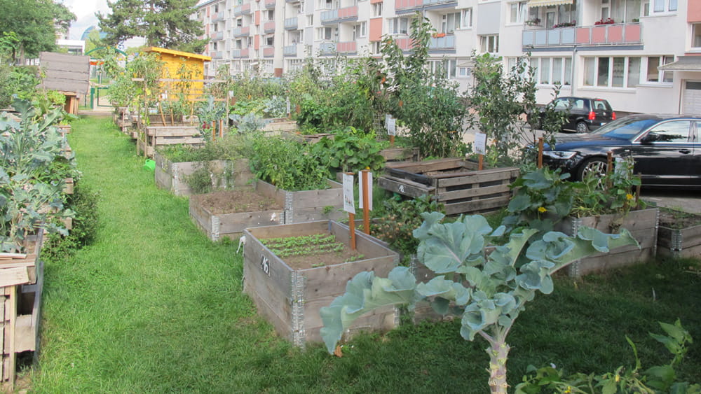 Gallus-Garten-Urban-Gardening
