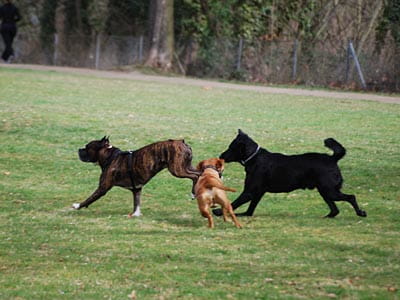 spielende Hunde im Park, © Christoph Aron / PIXELIO