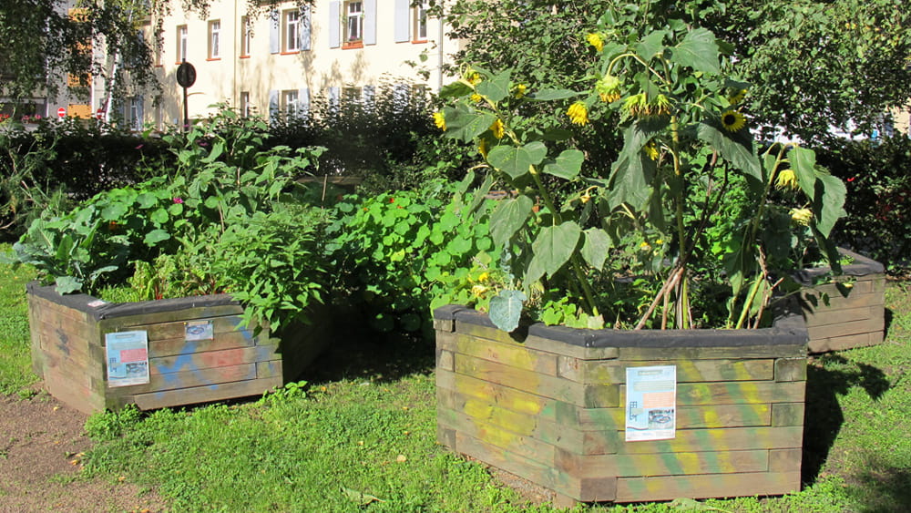 Urban Gardening im Riederwald - Hochbeete