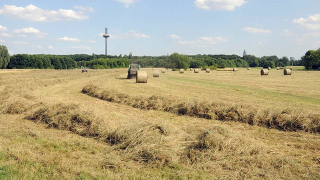 Heuernte im Volkspark Niddatal Heuernte im Volkspark Niddatal