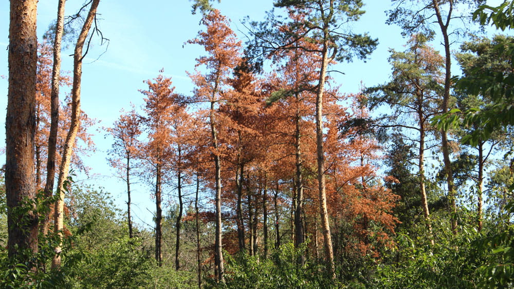 Baumsterben im Stadtwald