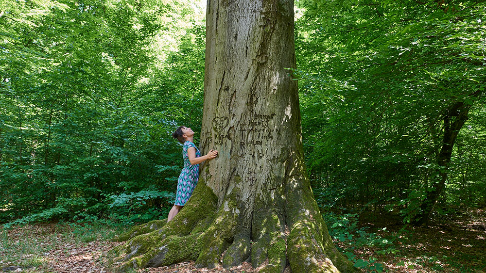 Die Goethebuche wächst im Frankfurter Unterwald