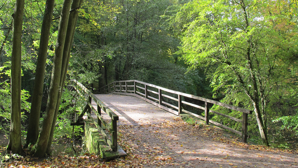 Brücke im Stadtwald