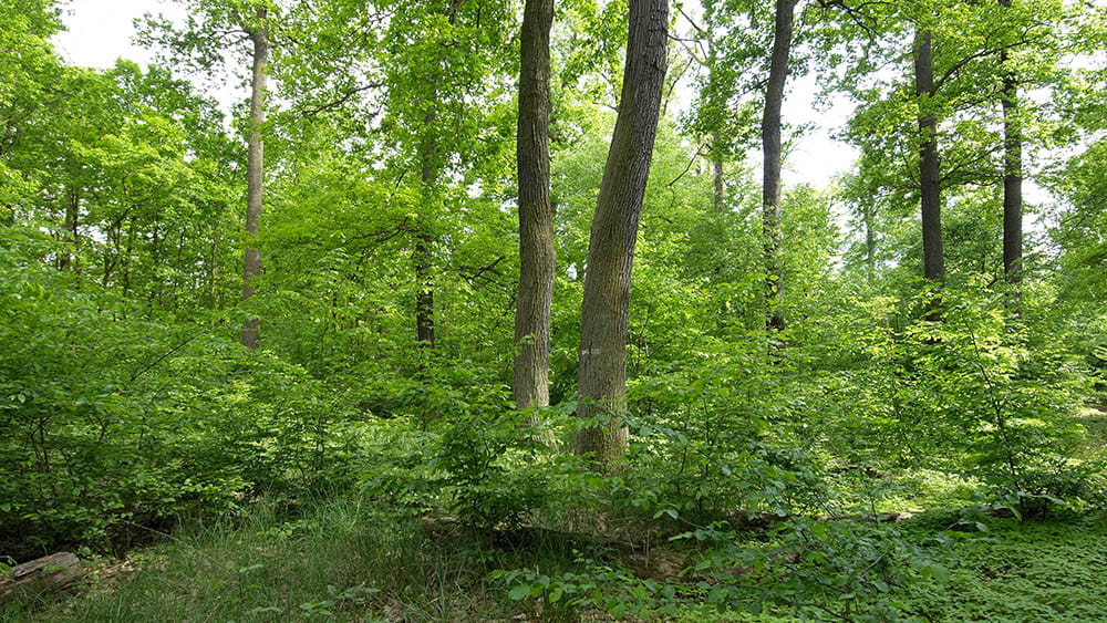 Wald mit Eichen