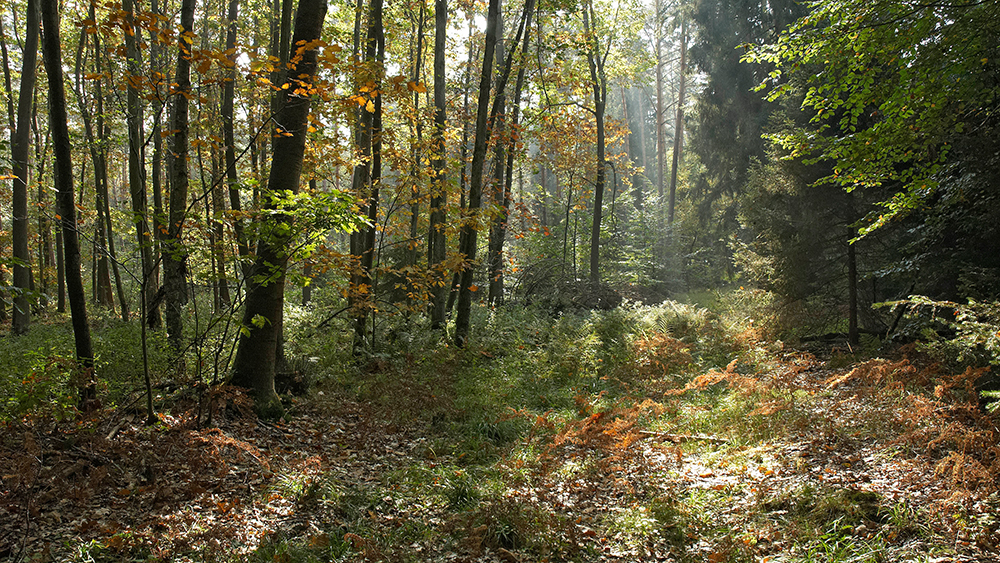 Wald im Herbstkleid