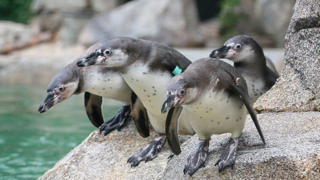 Vier Humboldt Pinguine stehen auf einem Felsen und recken ihre Köpfe nach vorne.