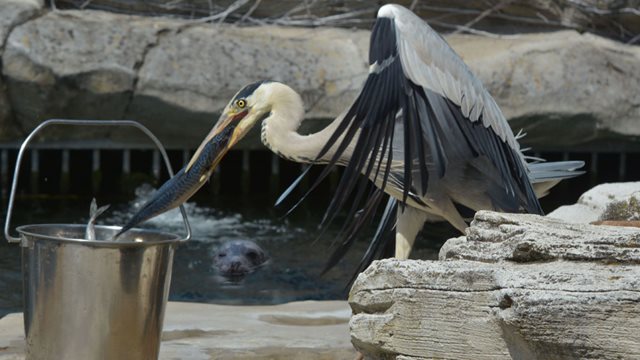 Ein Graureiher fischt sich mit dem Schnabel einen Fisch aus dem Eimer für die Seehundfütterung im Zoo.