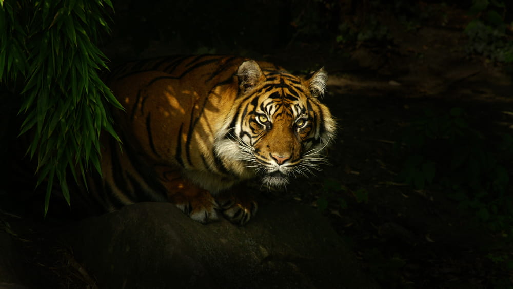 Ein Sumatratiger auf der Außenanlage im Zoo Frankfurt Zu sehen ist der Kopf, der Tiger schaut in Richtung Kamera. 