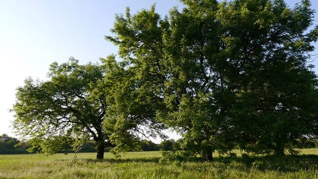 Speierlinge im Sossenheimer Unterfeld Speierlinge im Sossenheimer Unterfeld