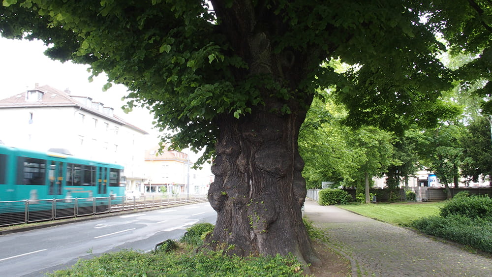 Straßenbaum - die Alte Linde, ein Naturdenkmal