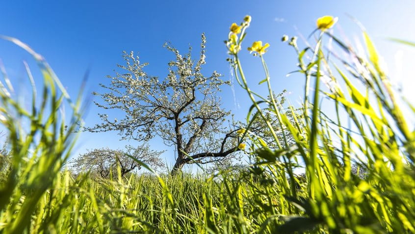 Streuobstwiese am Berger Hang