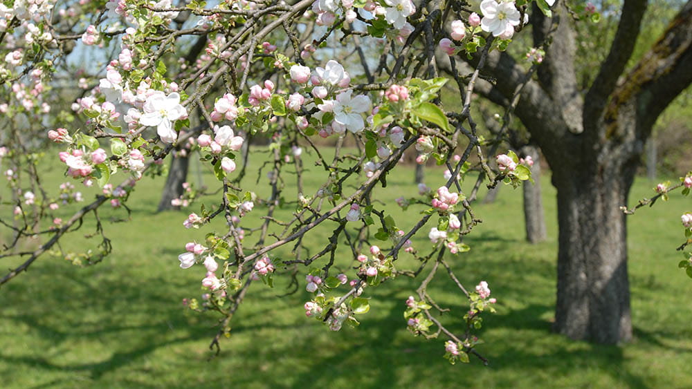 Blühender Apfelbaum auf einer Streuobstwiese