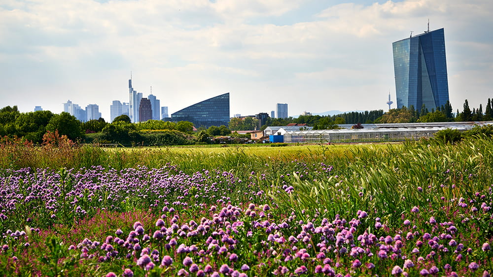 Blick auf Frankfurts Skyline aus den Oberräder Kräuterfeldern