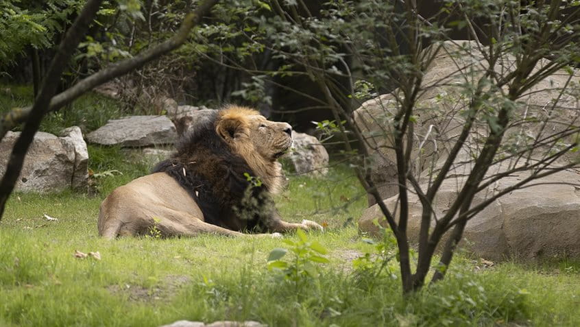 Löwe Kumar genießt die neue Außenanlage im Zoo Frankfurt, Foto: Chris Christes