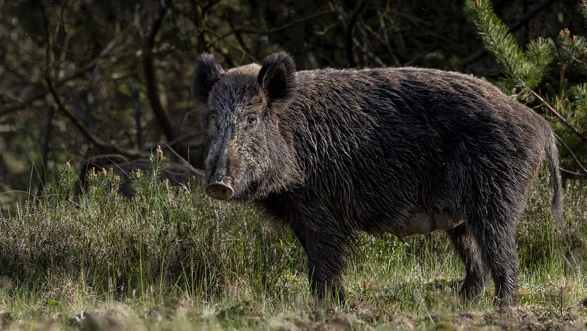 Ein Wildschwein am Wegesrand