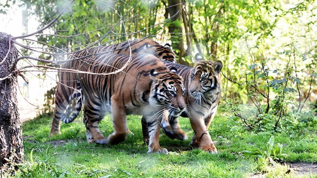 Sumatra Tiger im Frankfurter Zoo 2024; Foto: Sara E. Müller