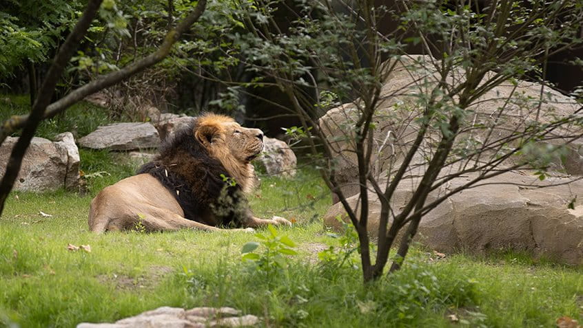 Löwe Kumar bei der Eröffnung der neuen Außenanlage des Frankfurter Zoos im vergangenen Jahr; Foto: Chris Christes