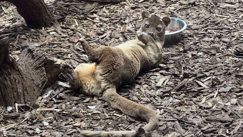 Fossa-Weibchen Tana wälzt sich gemütlich im Bodenstreu