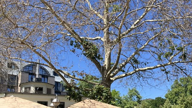 Braune Blätter, trockene Äste: Beide 60 Jahre alte Platanen sind massiv geschädigt Massiv geschädigte Platanen mit braunen Blättern und trockenen Ästen, Foto: Susanne Schierwater