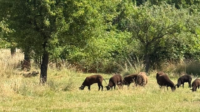 Schafe weiden auf den Streuobstwiesen im Landschaftsschutzgebiet Heiligenstock Schafe weiden auf einer Streuobstwiese, Foto: Grünflächenamt Frankfurt am Main
