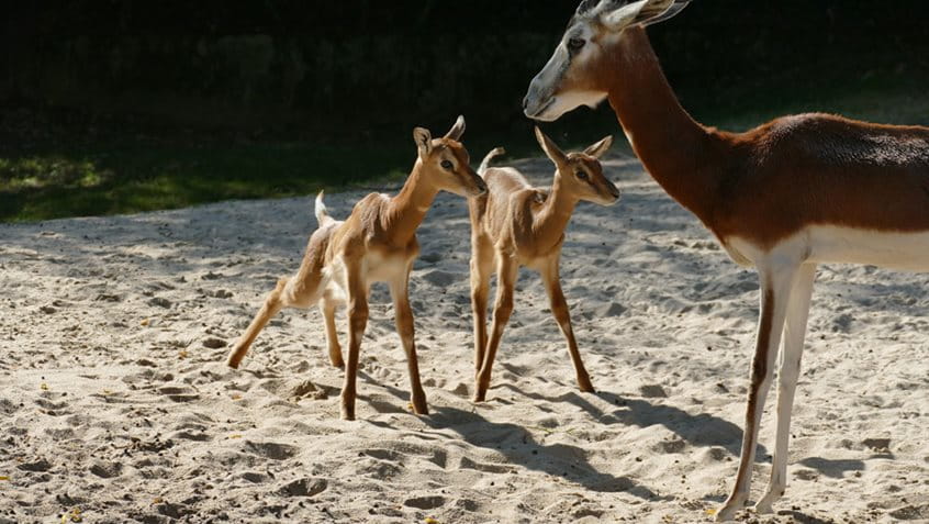 Die Mhorrgazellen Jungtiere, Foto: Zoo Frankfurt
