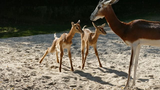 Die Mhorrgazellen Jungtiere Die Mhorrgazellen Jungtiere, Foto: Zoo Frankfurt