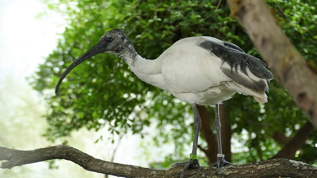 Hellaugenibis Ein Hellaugenibis