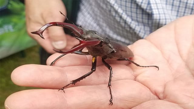 Der Hirschkäfer ist der größte Käfer Mitteleuropas Eine Hand hält einen Hirschkäfer, Foto: Grünflächenamt Stadt Frankfurt am Main