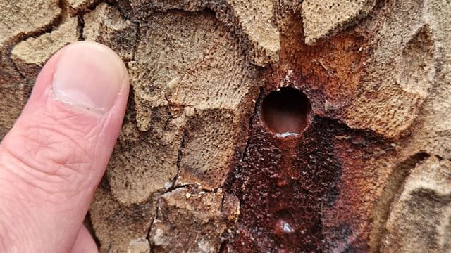 Durch ein gebohrtes Loch in den Baumstamm wurde das Gift injiziert Platanenbaumstamm mit einem gebohrten Loch und einem Daumen daneben als Vergleich, Foto: Grünflächenamt