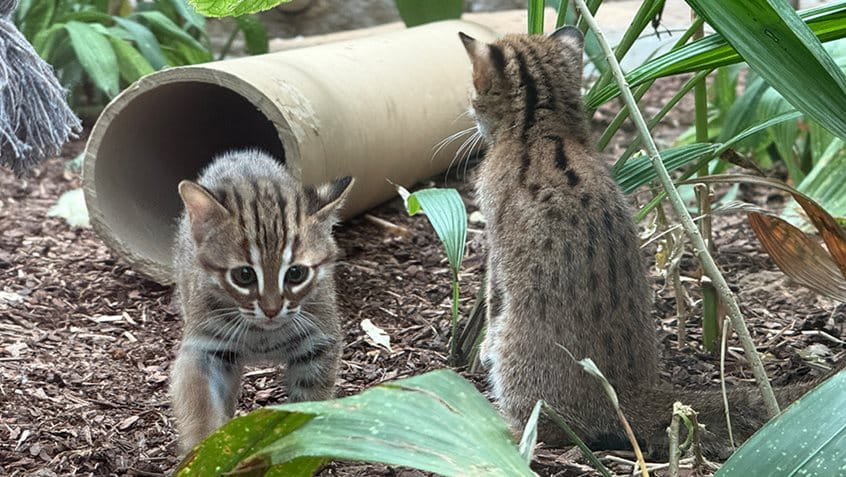 Bereits Ende April kam der Rostkatzen-Nachwuchs zur Welt. Mit etwas Glück kann man die beiden Jungtiere beim Spielen in ihrem Gehege beobachten.