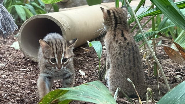 Rostkatzen-Nachwuchs Bereits Ende April kam der Rostkatzen-Nachwuchs zur Welt. Mit etwas Glück kann man die beiden Jungtiere beim Spielen in ihrem Gehege beobachten.