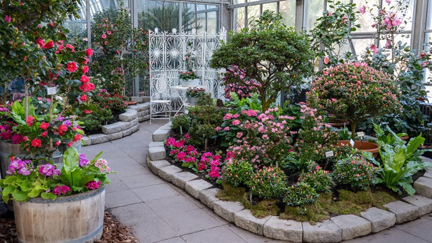 In der Galerie am Palmenhaus blühen farbenfrohe Kamelien und Azaleen, Foto: Palmengarten Frankfurt