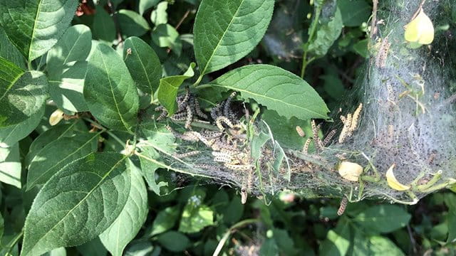 Die Raupen der Gespinstmotte Die Raupen der Gespinstmotte; Foto: Grünflächenamt
