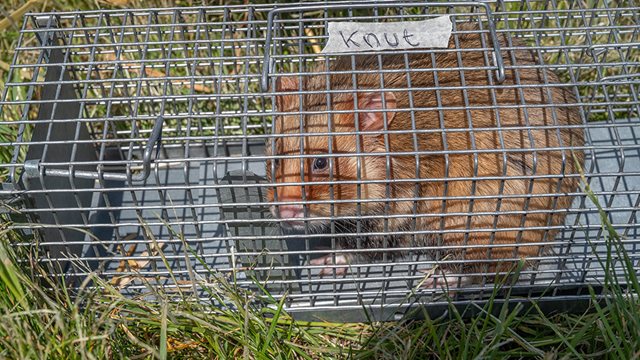 Feldhamster Knut Feldhamster Knut wartet in einem Käfig auf seine Auswilderung; Foto: Lea Kreher.