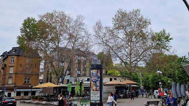 Zwei Platanen auf dem Merianplatz Die zwei Platanen auf dem Merianplatz weisen auffällige Schäden in den Baumkronen auf
