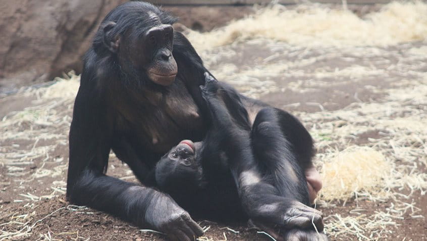 Bonobo-Weibchen Ayebi mit Jungtier
